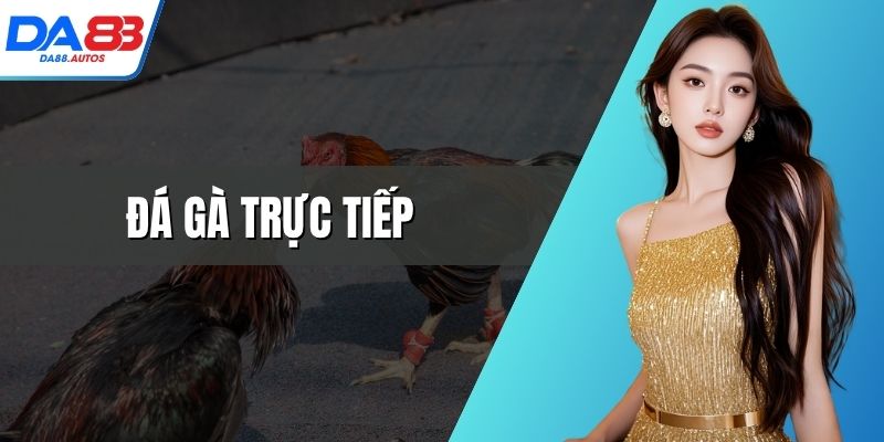 đá gà trực tiếp