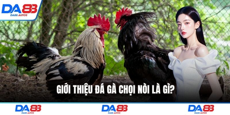 Giới thiệu đá gà chọi nòi là gì?