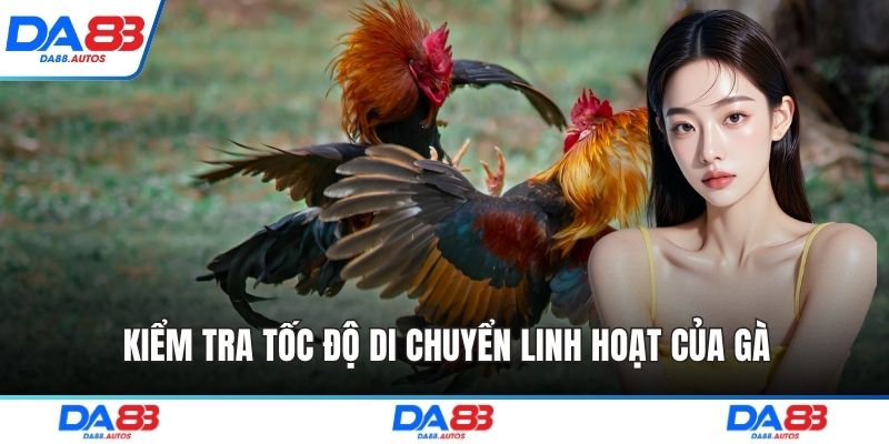 Kiểm tra tốc độ di chuyển linh hoạt của gà