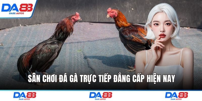 Sân chơi đá gà trực tiếp đẳng cấp hiện nay